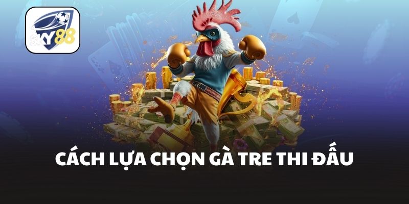 Cách lựa chọn gà tre thi đấu