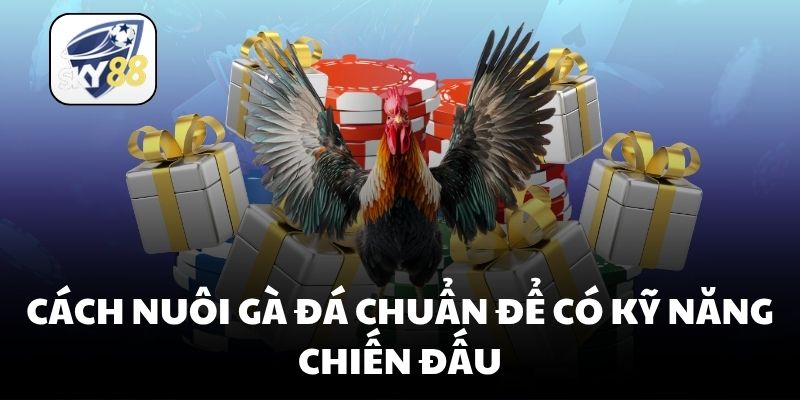 Cách nuôi gà đá chuẩn để có kỹ năng chiến đấu