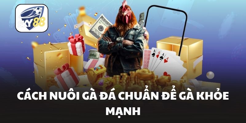 Cách nuôi gà đá chuẩn để gà khỏe mạnh
