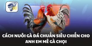 Cách Nuôi Gà Đá Chuẩn Siêu Chiến Cho Anh Em Mê Gà Chọi