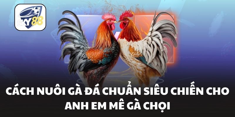 Cách Nuôi Gà Đá Chuẩn Siêu Chiến Cho Anh Em Mê Gà Chọi