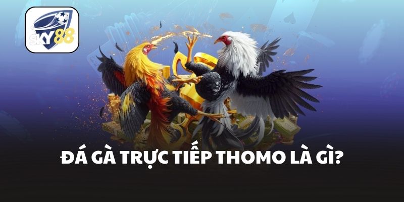 Đá gà trực tiếp Thomo là gì?