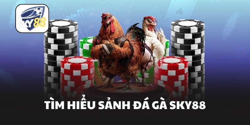 Tìm hiểu sảnh đá gà Sky88